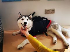 -Husky Go! 哈士奇体验馆·宠物咖啡厅狗咖