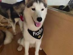 -Husky Go! 哈士奇体验馆·宠物咖啡厅狗咖