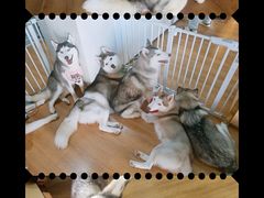 -Husky Go! 哈士奇体验馆·宠物咖啡厅狗咖