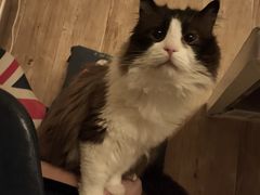 -名猫咖啡馆·撸猫·拼豆