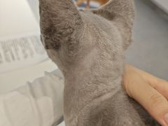 -琪喵猫屋·撸猫猫咖·猫舍