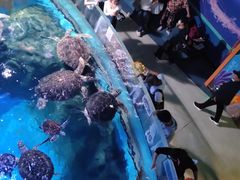 -烟台海昌鲸鲨海洋公园