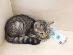 -美联众合爱康动物医院•复杂内科•肿瘤科•牙科•腔镜诊疗中心