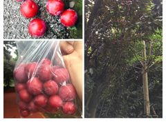 -明珠湖天鹅苑·农家菜馆