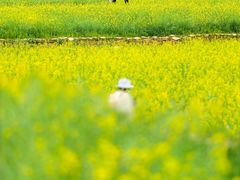 -光明小镇欢乐田园