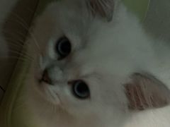 -宠颐生汉谟拉比宠物医院