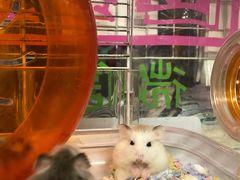 -钓仓鼠(洋桥北里小区店)