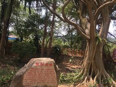 -瑞丽独树成林风景区