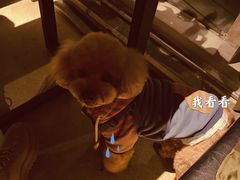 -百好乐宠物友好餐厅(朝外大街店)