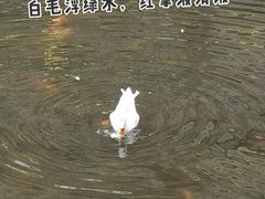 -豫园湖心亭茶楼