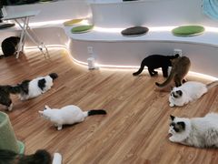 -COLOR PETS 撸猫馆·购猫·猫咖(长风大悦城店)