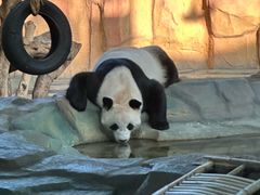 -泉州海丝野生动物世界