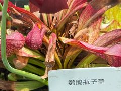 -国家植物园南园