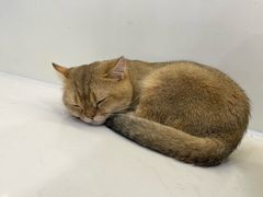 -共舞时光猫咖·狗咖(新街口店)