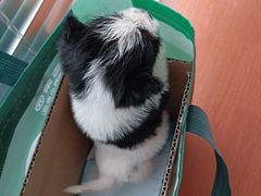 -艾贝尔宠物医院 ·内科全科(梁溪路店)