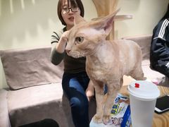 -猫和宫(六道口店)