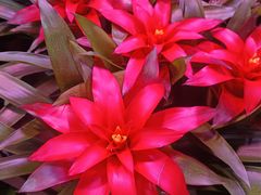 -花鸟鱼虫鲜花绿植市场(玉泉路店)