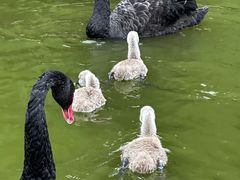 -宿豫区运河湾森林动物园