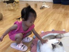 -momokira米努特·德文卷毛猫·棉花面纱犬