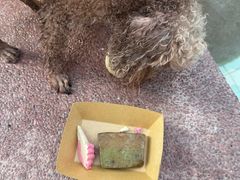 -帕帕拉兹宠物(亚洲旗舰店)