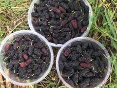 -南京小时候桑葚采摘园