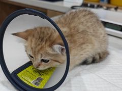 -艾贝尔宠物医院·24H转诊中心·肿瘤猫专科(江宁双龙店)