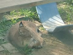 -青藏高原野生动物园