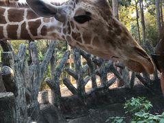 -清迈夜间动物园