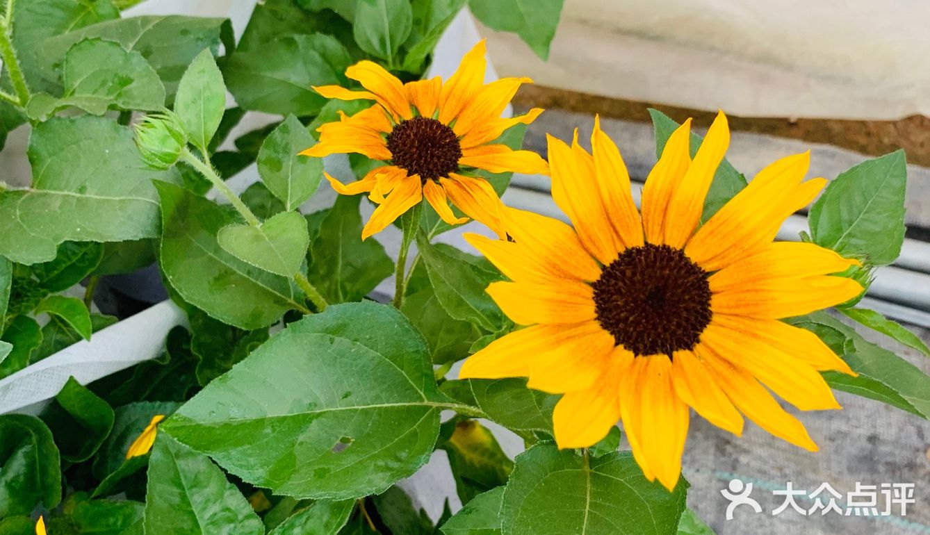 娇艳欲滴の夏日鲜花打卡地🌹