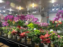 -双季花艺园艺市场(浦东店)