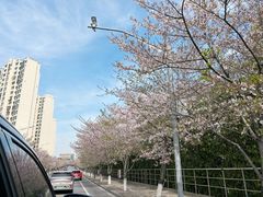 -高东镇樱花园