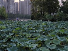-成都南湖公园