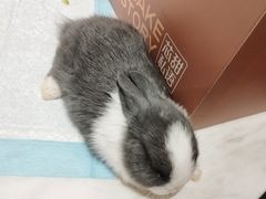 -大象厨房(重庆道店)