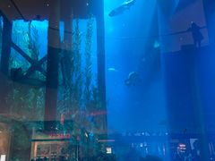 -迪拜水族馆及水下动物园