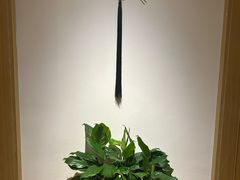 -麦子MaiMassage(打浦桥店)