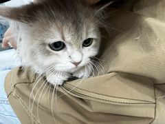 -爱洗澡的猫(天河路店)