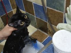 -瑞派名望志远动物医院·猫科·內科·异宠专科(直港大道店)