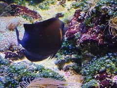 -红山森林动物园