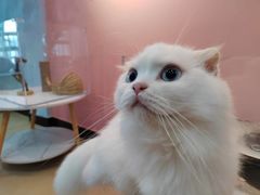 -喵宠乐园·撸猫互动·猫舍