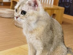 -猫にゃん · 猫的隐藏屋猫咖(麦地旗舰店)