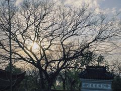 -上海佘山国家森林公园天马山园