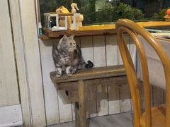 -海边的猫和咖啡馆