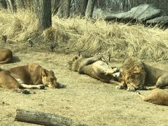 -北京野生动物园
