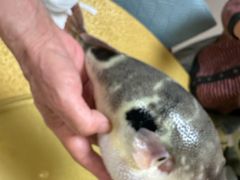 -长顺河豚馆(江洲东路)