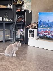 -飛凡TATTOO纹身•原创