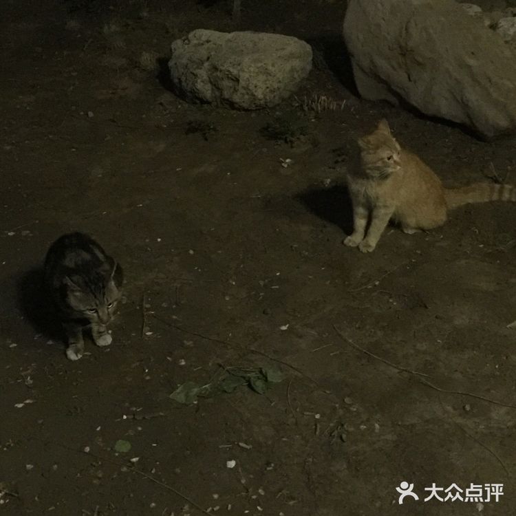 夜幕低垂、繁星少歇，拎着一袋猫粮和两块炸带鱼来找咪咪
