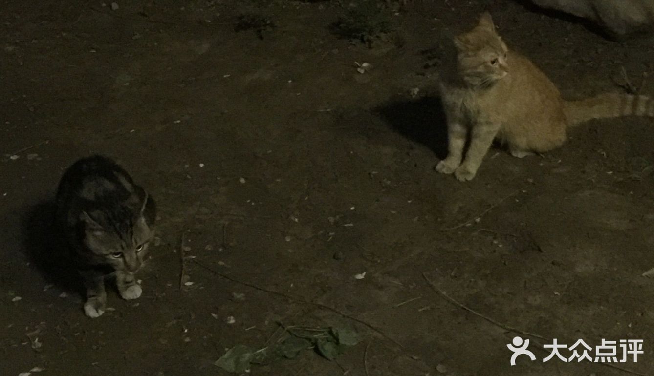 夜幕低垂、繁星少歇,拎着一袋猫粮和两块炸带鱼来找咪咪