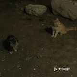 夜幕低垂、繁星少歇,拎着一袋猫粮和两块炸带鱼来找咪咪