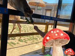 -西霞口神雕山野生动物世界