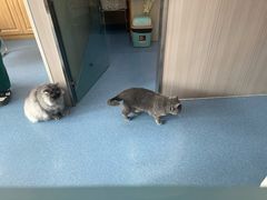 -佑安动物医院·全科·内窥镜中心(幸福巷店)